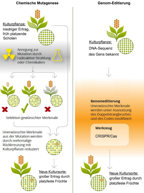 Infografik: Vergleich chemische Mutagenese vs. Genom-Editierung (CRISPR) an Nutzpflanzen